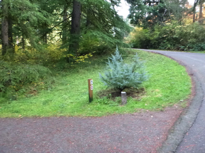 Start of Redwood Trail - asphalt curb at trailhead transitions to natural surface of hard-packed soil and gravel